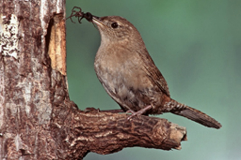 House Wren